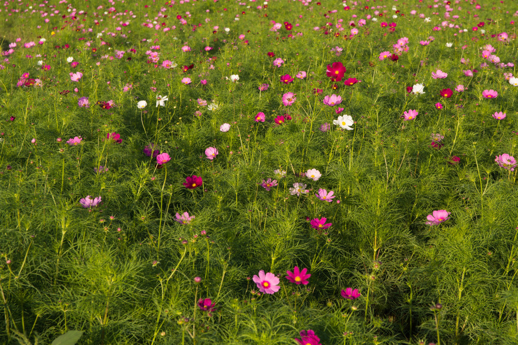 コスモス畑