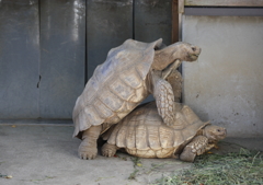 お散歩～千葉市動物公園　「よいではないか　その弐」