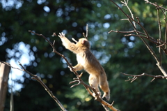 お散歩～千葉市動物公園　「取った！？」