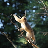 お散歩～千葉市動物公園　「取った！？」