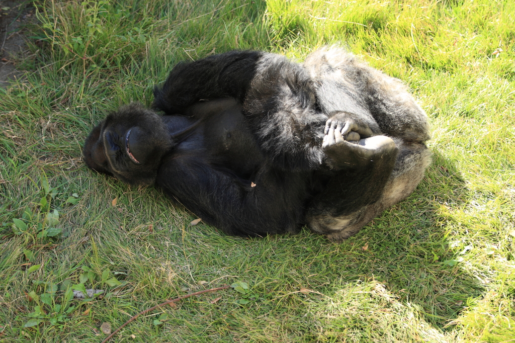 お散歩～千葉市動物公園　「就寝中？」