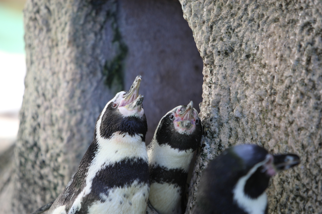 お散歩～千葉市動物公園　「合唱」