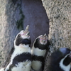 お散歩～千葉市動物公園　「合唱」