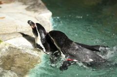 お散歩～千葉市動物公園　「よいではないか」