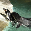 お散歩～千葉市動物公園　「よいではないか」