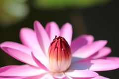 花開くまで。