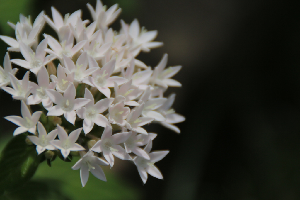 小さな花束を。