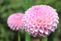 毬、桃花色。