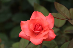 赤い薔薇、紅とは異なりて。
