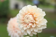 桜色、幾重に重ね。