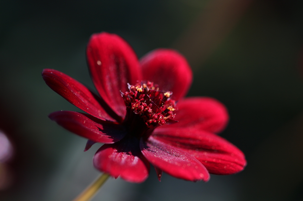 濃赤の花。