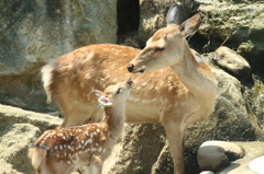 見つめ合って。