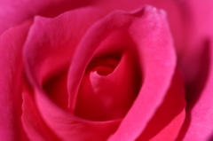 秋の薔薇を。