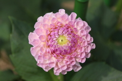 花の彫刻。