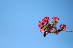 薔薇と青空。
