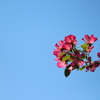 薔薇と青空。