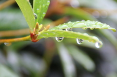 夏の雨を浴びて。