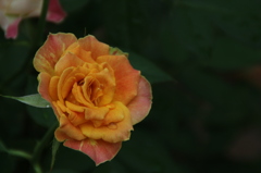 薔薇の涙。