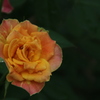 薔薇の涙。