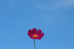 秋空と秋桜。