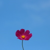 秋空と秋桜。
