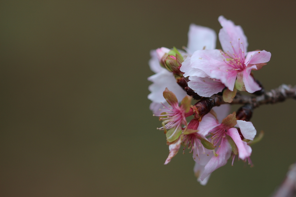 冬桜。