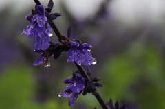 ラベンダーと雨。