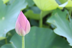 蓮、まだ蕾。