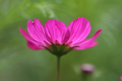 花びらの色。