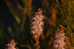 夕日色の花。