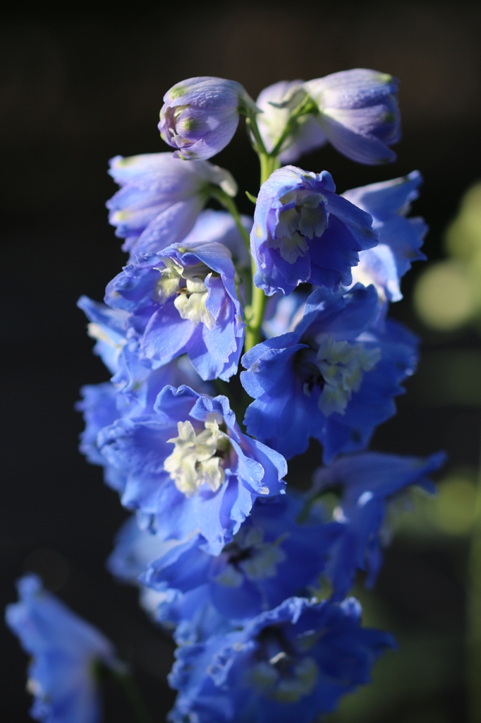 デルフィニウム。