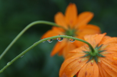 雫に映るオレンジの花。