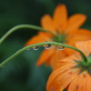 雫に映るオレンジの花。