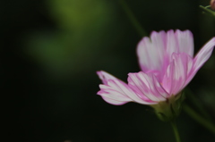 マーブル模様の秋桜。