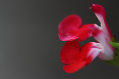 赤の花弁。