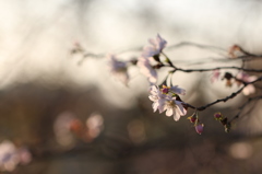冬桜。