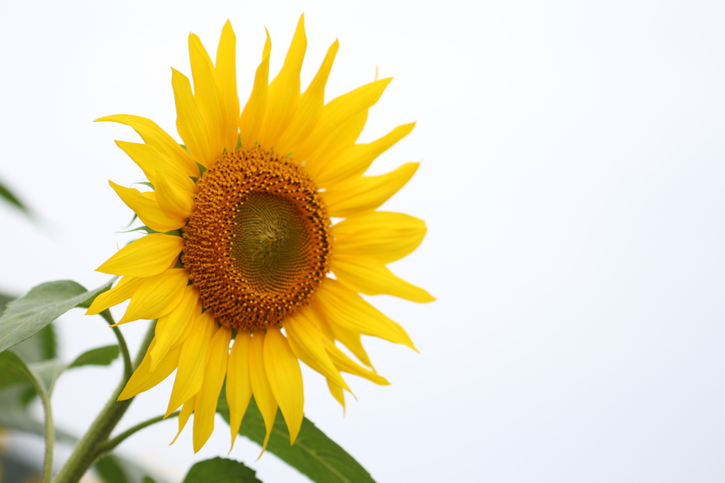 秋に咲く太陽の花。