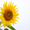 秋に咲く太陽の花。