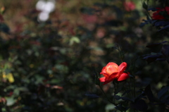 その花だけは。