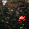 その花だけは。