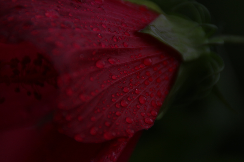 紅の雫。