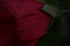 紅の雫。