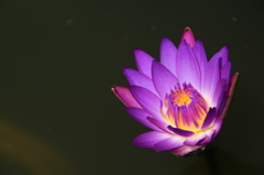 花開くまで。