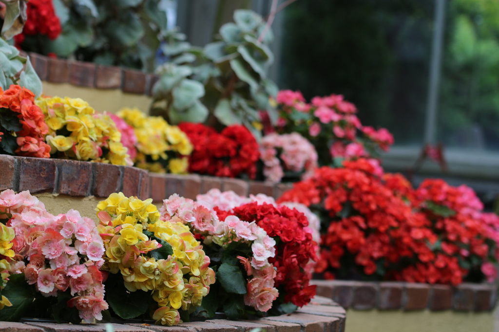 温室の花壇。