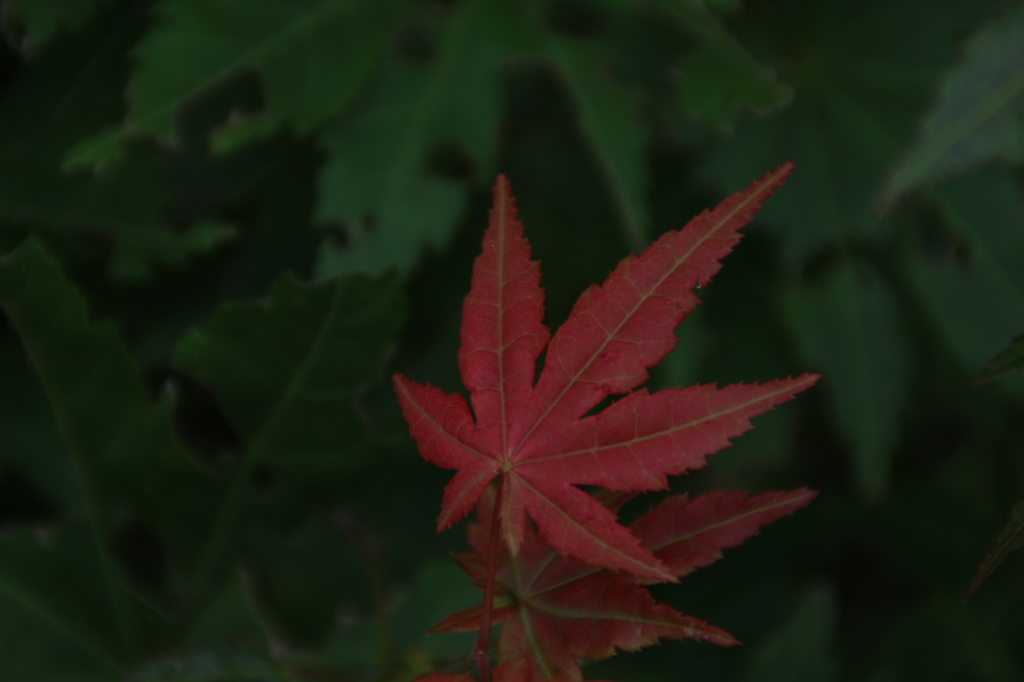 赤く染まって。