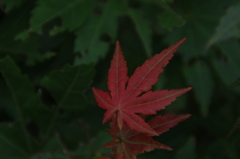 赤く染まって。