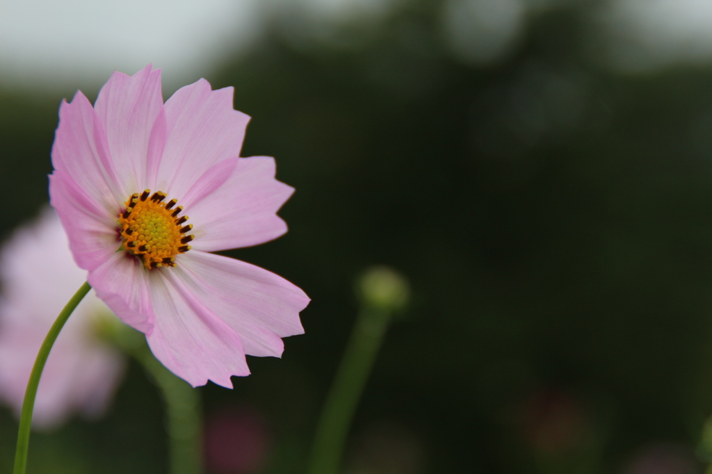 秋桜。