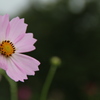 秋桜。