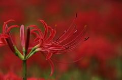 紅の横顔。