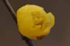 蝋梅。